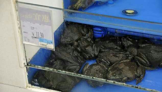 24 Crazy Things You’ll Only Find In Chinese Walmarts