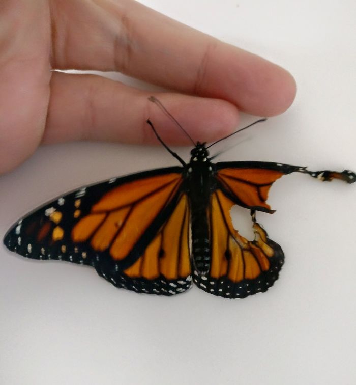 surgery on monarch butterfly