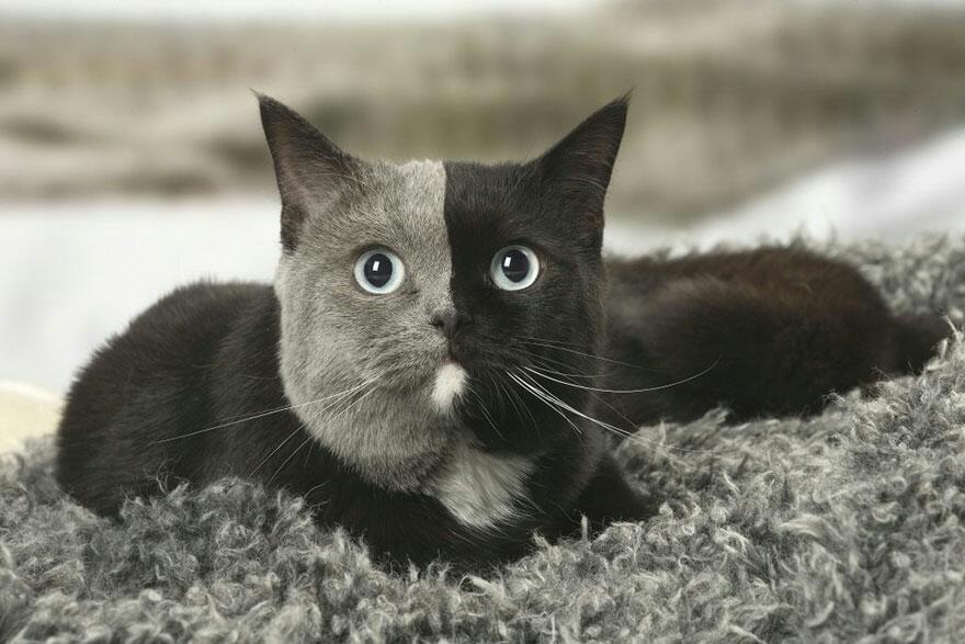 Kitten Was Born With Two Faces But Grows Up Into The Most Beautiful Cat Ever