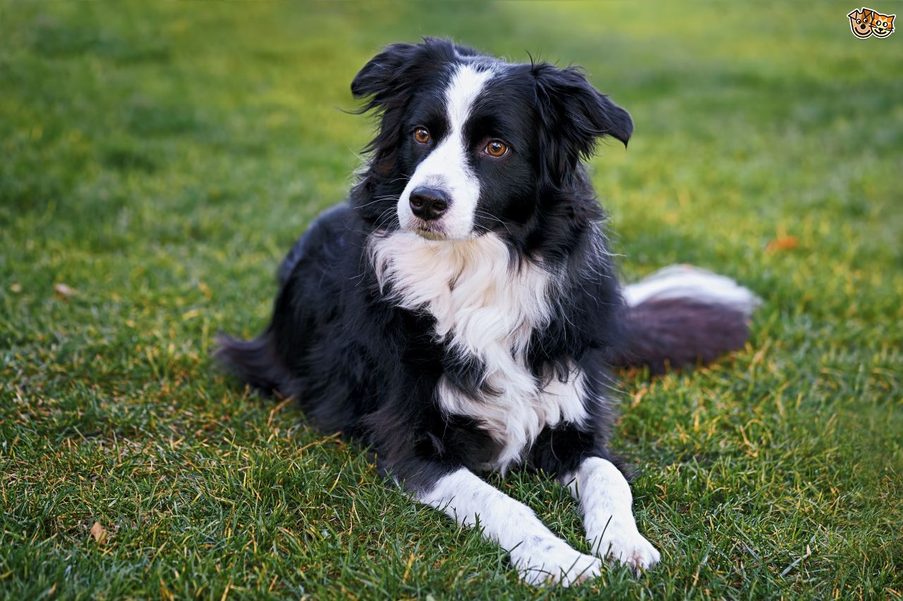 These Are The World's Smartest Dog Breeds